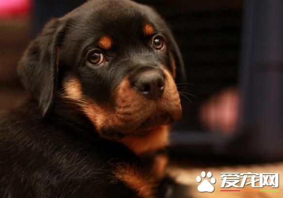 羅威納犬能長多重 雄性羅威納體重43至59公斤