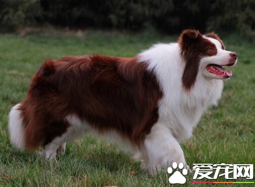 邊境牧羊犬多久成年 中大型犬兩歲成年