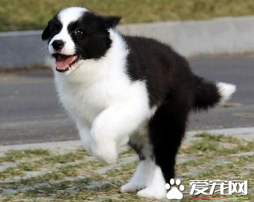 邊境牧羊犬多大才會聽話 一般7到8個月左右