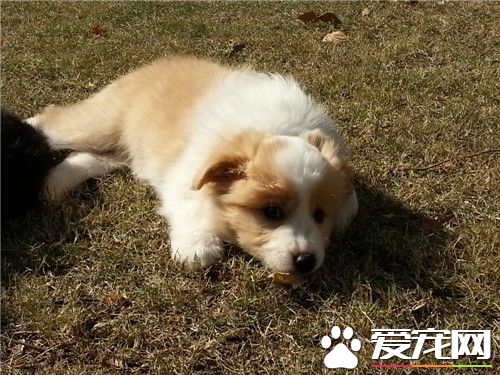 邊境牧羊犬多大才會聽話 一般7到8個月左右