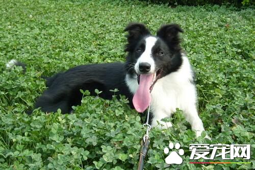 邊境牧羊犬多大才會聽話 一般7到8個月左右