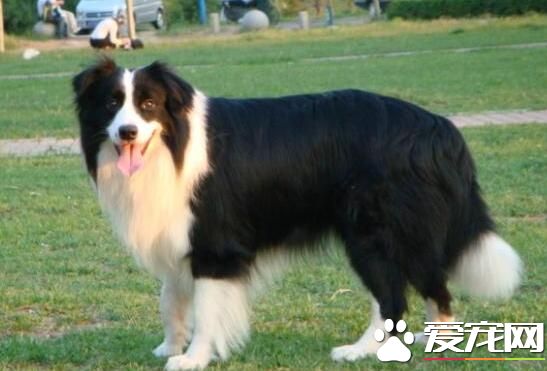 邊境牧羊犬的智商 是一種非常聰明的犬種