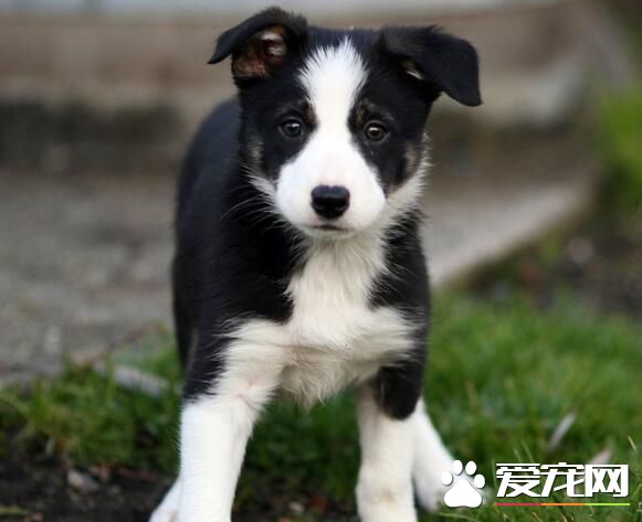 邊境牧羊犬的智商 是一種非常聰明的犬種