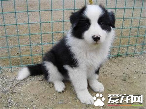 邊境牧羊犬的智商 是一種非常聰明的犬種