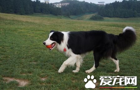 邊境牧羊犬大便黑色 黑色便有可能是血便