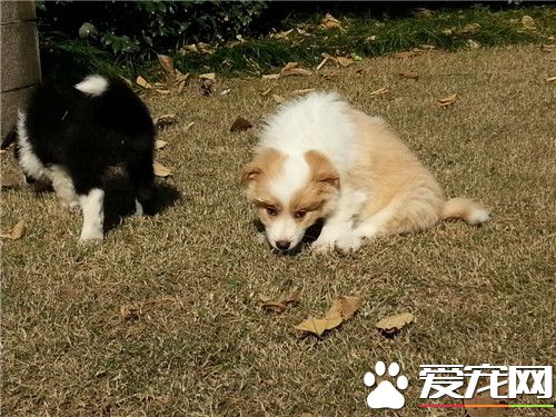 邊境牧羊犬大便黑色 黑色便有可能是血便