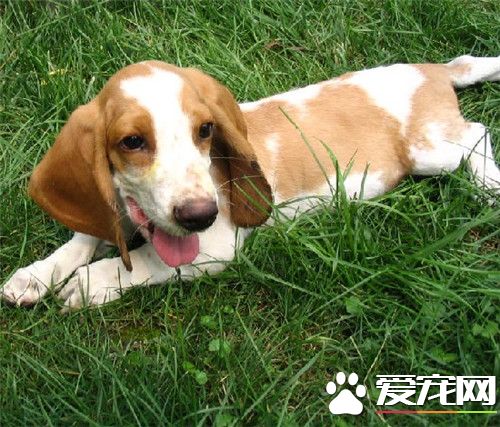 巴吉度獵犬性格 巴吉度的性格溫和十分忠心