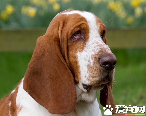 巴吉度獵犬優缺點 叫聲穿透力太強還有口水