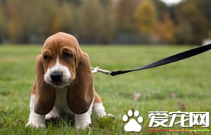 巴吉度獵犬優缺點 叫聲穿透力太強還有口水