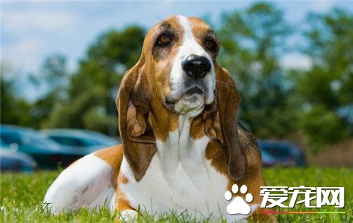 巴吉度獵犬優缺點 叫聲穿透力太強還有口水
