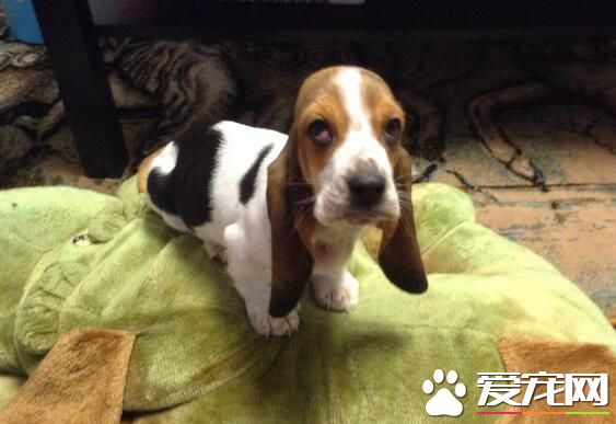 巴吉度獵犬性格 巴吉度的性格溫和十分忠心