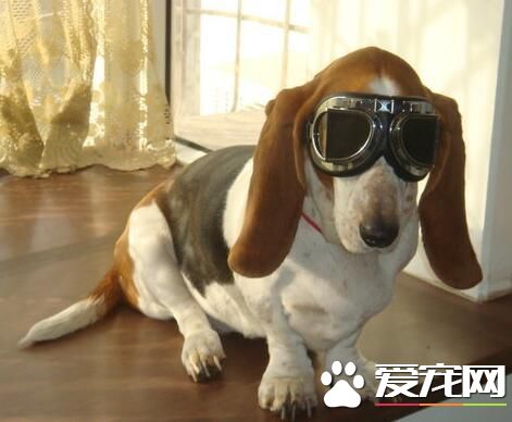 巴吉度獵犬性格 巴吉度的性格溫和十分忠心