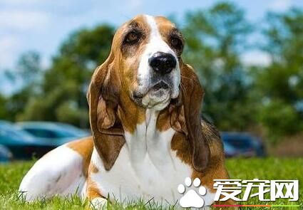巴吉度獵犬是哪國的 巴吉度獵犬是出產於法國