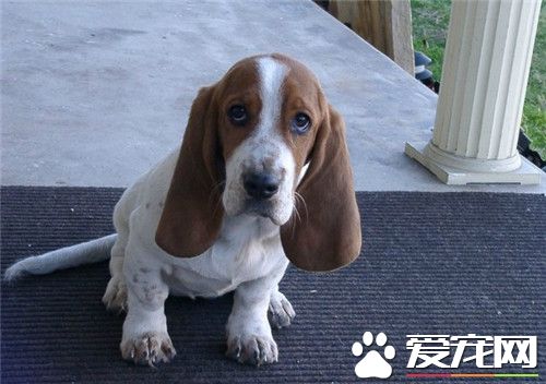巴吉度獵犬是哪國的 巴吉度獵犬是出產於法國