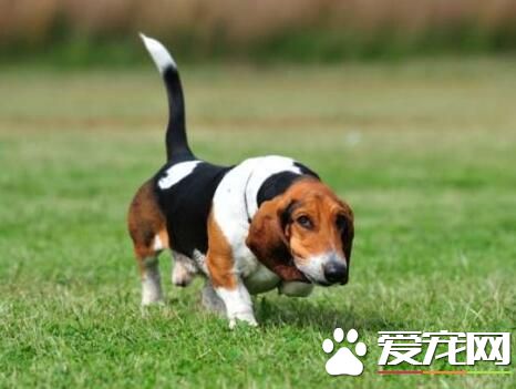 巴吉度獵犬品相 凹陷的深褐色的大眼睛