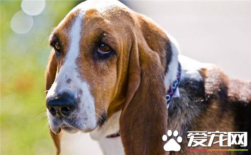 巴吉度獵犬哪裡有 巴吉度獵犬產地法國