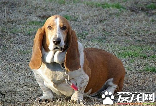 巴吉度獵犬品相 凹陷的深褐色的大眼睛