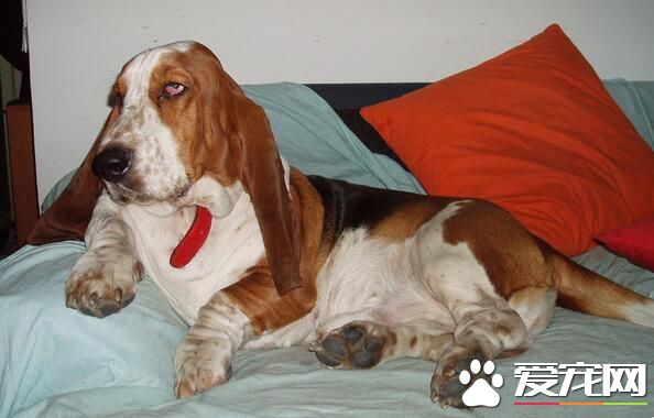 巴吉度獵犬品相 凹陷的深褐色的大眼睛