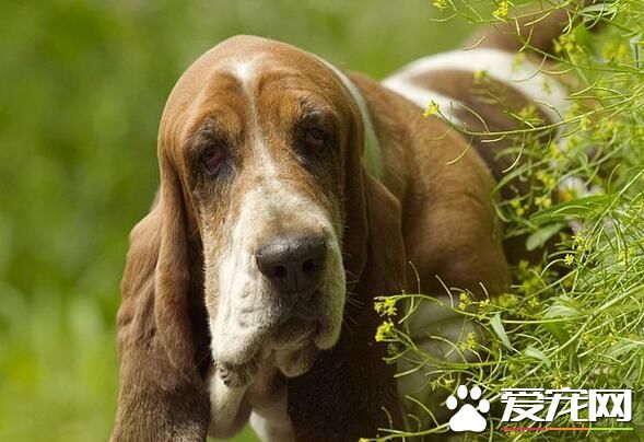 巴吉度獵犬哪裡有 巴吉度獵犬產地法國