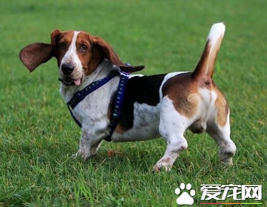 巴吉度獵犬哪裡有 巴吉度獵犬產地法國