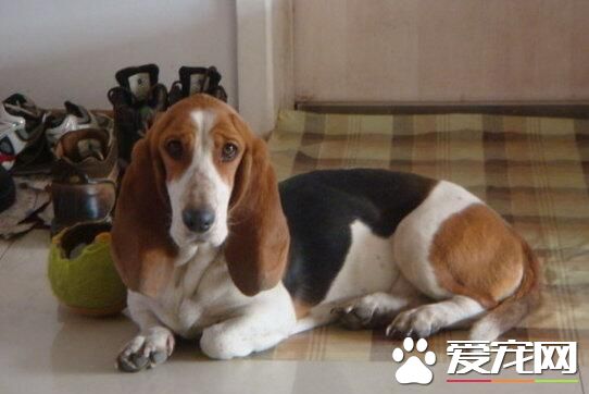 巴吉度獵犬和拉布拉多哪個聰明 拉布拉多比較聰明