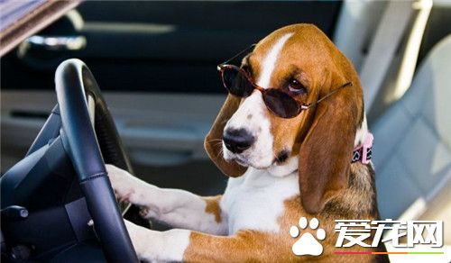 巴吉度獵犬和拉布拉多哪個聰明 拉布拉多比較聰明