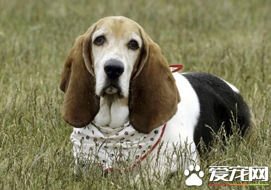巴吉度獵犬掉毛嗎 季節掉毛狀況會特別嚴重
