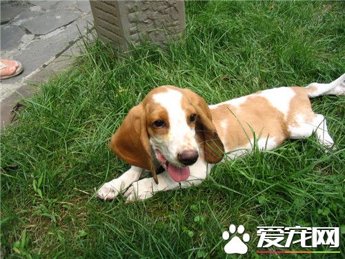巴吉度獵犬掉毛嗎 季節掉毛狀況會特別嚴重