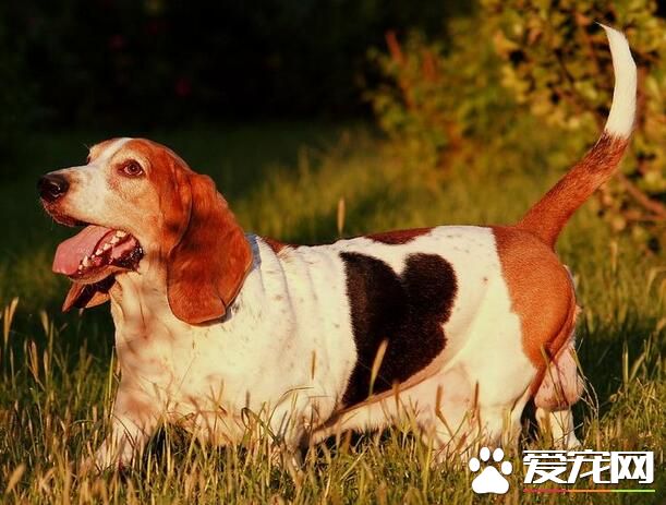巴吉度獵犬掉毛嗎 季節掉毛狀況會特別嚴重