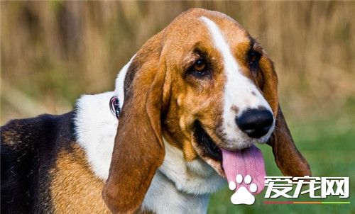 巴吉度獵犬聰明度 還是比較聰明的狗