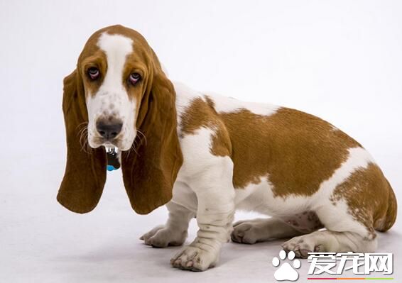 巴吉度獵犬聰明度 還是比較聰明的狗