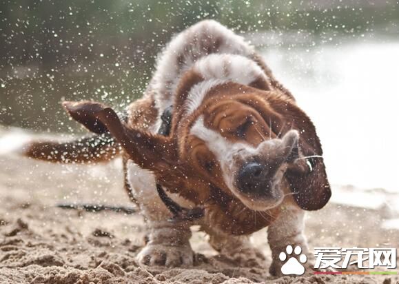 巴吉度獵犬聰明度 還是比較聰明的狗