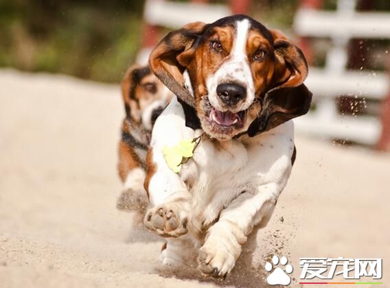 巴吉度獵犬吃什麼 巴吉度喂食注意事項