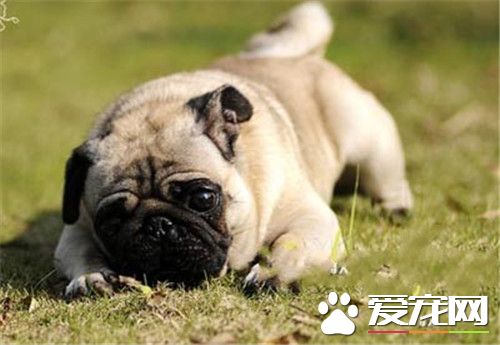 巴哥犬幾個月開始長大 7-10個月以後就成犬