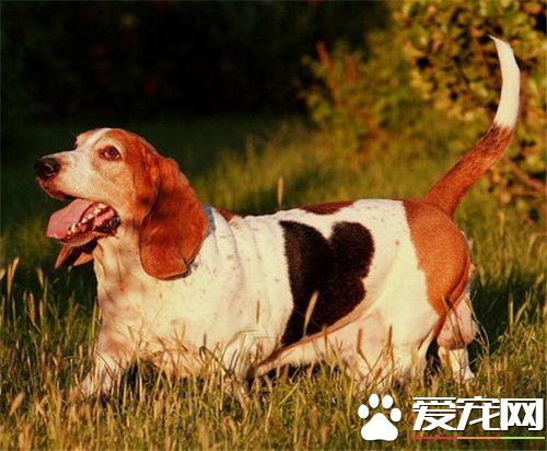 巴吉度獵犬吃什麼 巴吉度喂食注意事項