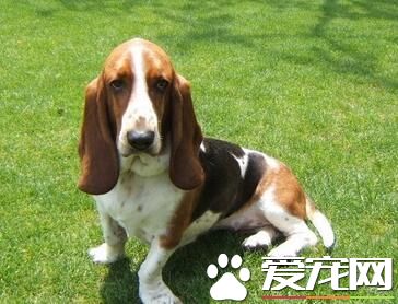 巴吉度獵犬吃什麼 巴吉度喂食注意事項