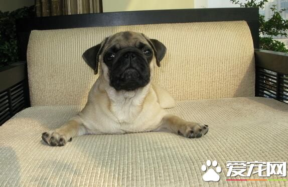 巴哥犬護食嗎 巴哥犬也是護食的動物