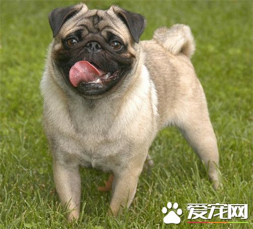 巴哥犬護食嗎 巴哥犬也是護食的動物
