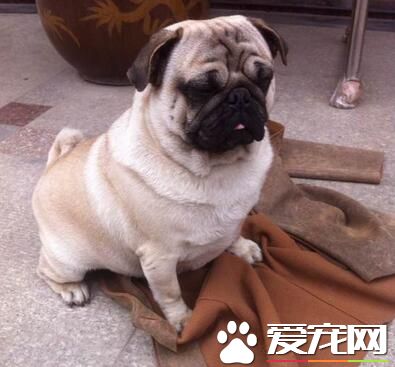 巴哥犬幾個月開始長大 7-10個月以後就成犬