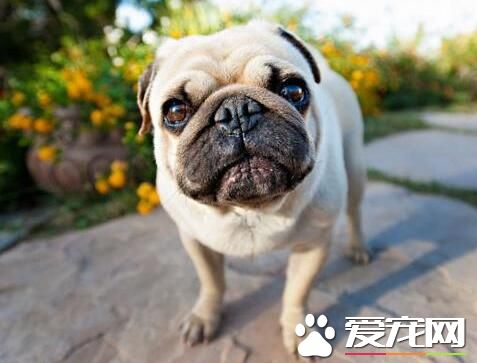 巴哥犬幾個月開始長大 7-10個月以後就成犬