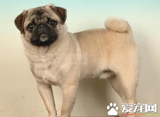 巴哥犬護食嗎 巴哥犬也是護食的動物