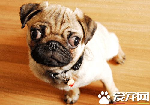 巴哥犬護理美容 巴哥犬的日常護理方法