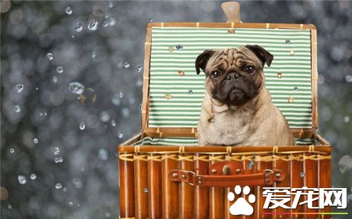 巴哥犬很掉毛怎麼辦 季節性脫毛屬生理變化