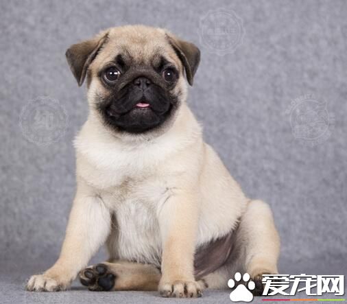 巴哥犬很掉毛怎麼辦 季節性脫毛屬生理變化