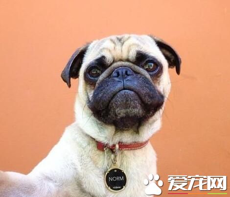 巴哥犬護理美容 巴哥犬的日常護理方法