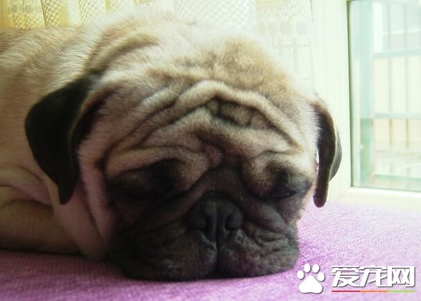 巴哥犬很掉毛怎麼辦 季節性脫毛屬生理變化