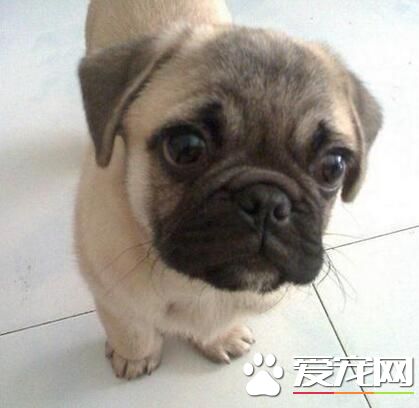 巴哥犬和沙皮狗有什麼不同 體型特征就有所不同