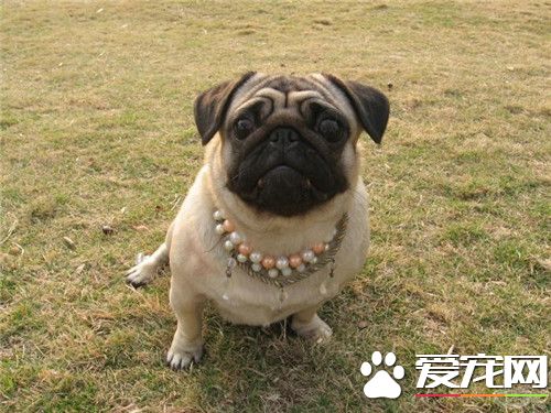 巴哥犬和沙皮狗有什麼不同 體型特征就有所不同