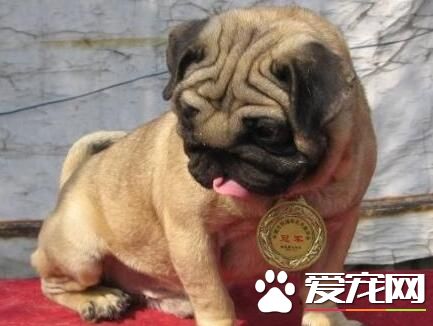 巴哥犬和沙皮狗有什麼不同 體型特征就有所不同