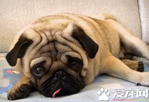 巴哥犬和八哥犬區別 是一樣的類型的狗狗